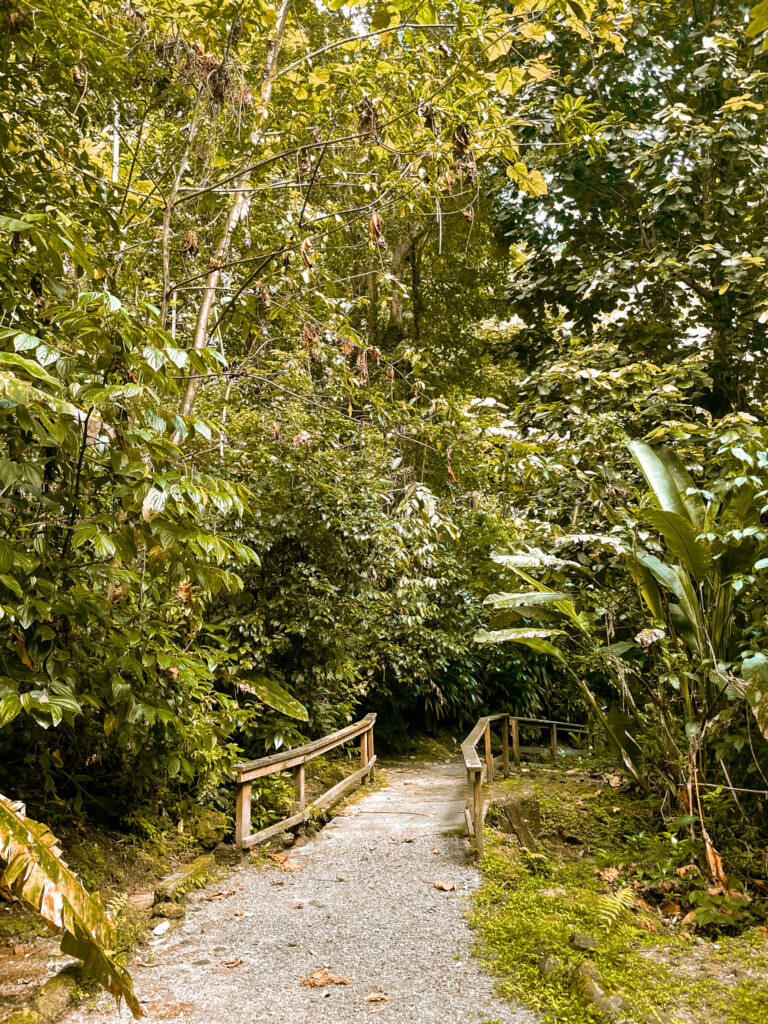 World Creole Music Festival 2022, Discover Dominica, Visit Dominica, Dominica Festivals, Travel Blogger, Coco Bates, Popular Travel Bloggers, Black Travel Bloggers, Black Travel Influencers, Trafalgar Falls, Things to do in Dominica, What to do in Dominica, Visiting Dominica