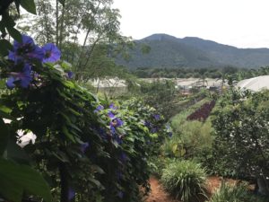 Antigua Guatemala Travel Guide, What to Do in antigua Guatemala, What to eat in Antigua Guatemala, Where to get authentic food in Antigua Guatemala, Where to get Cheap Food in Antigua Guatemala, Activities in Antigua Guatemala, Caoba Farms in Antigua Guatemala, Fun things to do in Antigua Guatemala