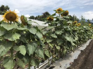 Antigua Guatemala Travel Guide, What to Do in antigua Guatemala, What to eat in Antigua Guatemala, Where to get authentic food in Antigua Guatemala, Where to get Cheap Food in Antigua Guatemala, Activities in Antigua Guatemala, Caoba Farms in Antigua Guatemala, Fun things to do in Antigua Guatemala