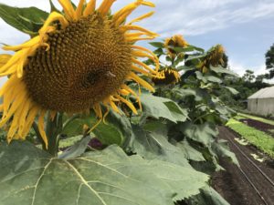 Antigua Guatemala Travel Guide, What to Do in antigua Guatemala, What to eat in Antigua Guatemala, Where to get authentic food in Antigua Guatemala, Where to get Cheap Food in Antigua Guatemala, Activities in Antigua Guatemala, Caoba Farms in Antigua Guatemala, Fun things to do in Antigua Guatemala